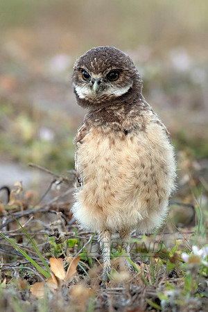 Burrowing Owl