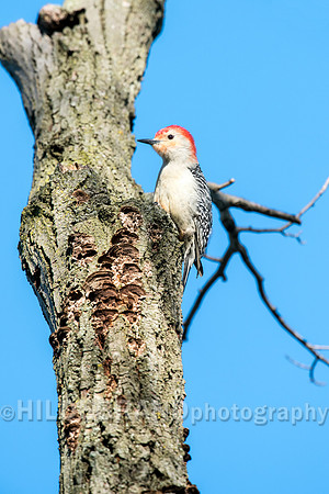 Red-belied Woodpecker