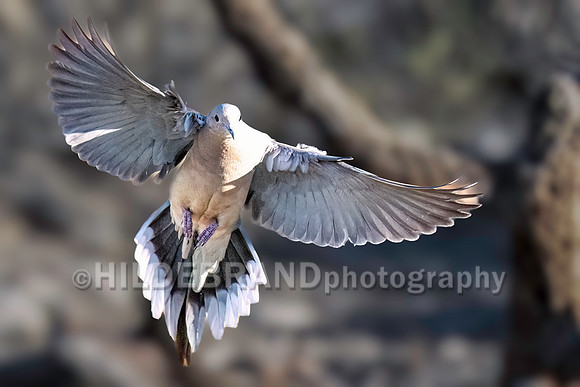 White-winged Dove