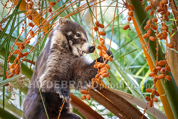 Coatimundi