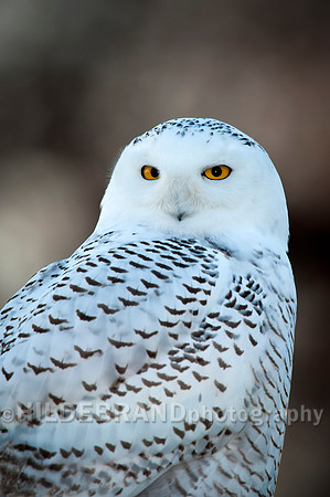 Snowy Owl