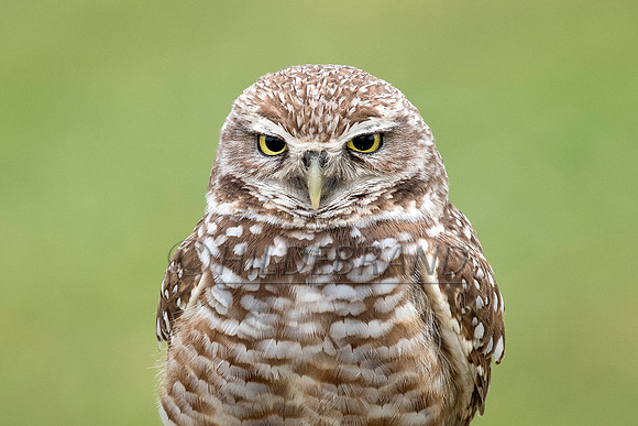 Burrowing Owl