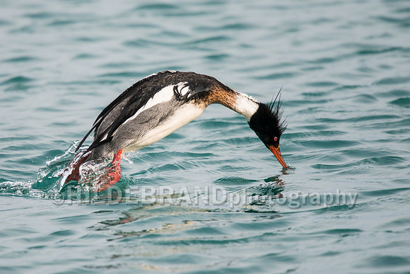 Red-breasted Merganser