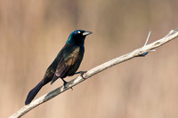 Common Grackle