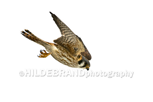 American Kestrel Stoop