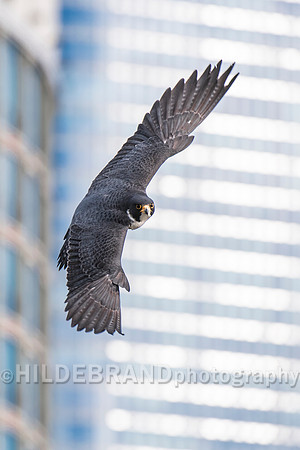 Chicago Peregrine