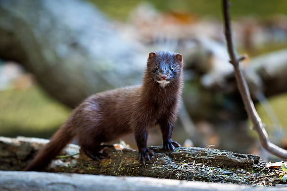 Mink