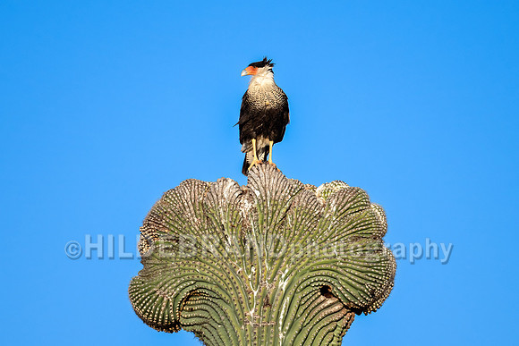 Crested Caracara