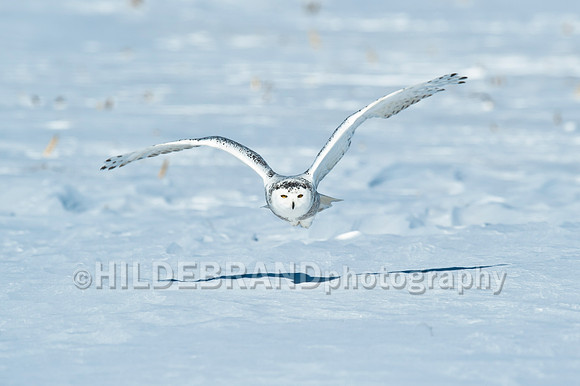 Snowy Owl