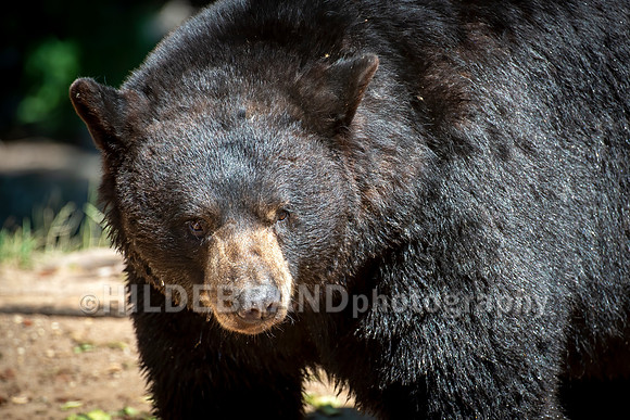 Black Bear