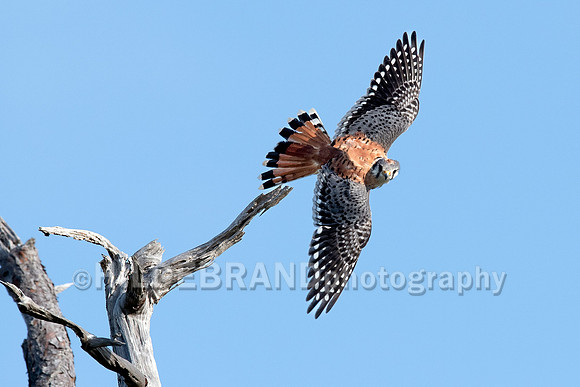 American Kestrel