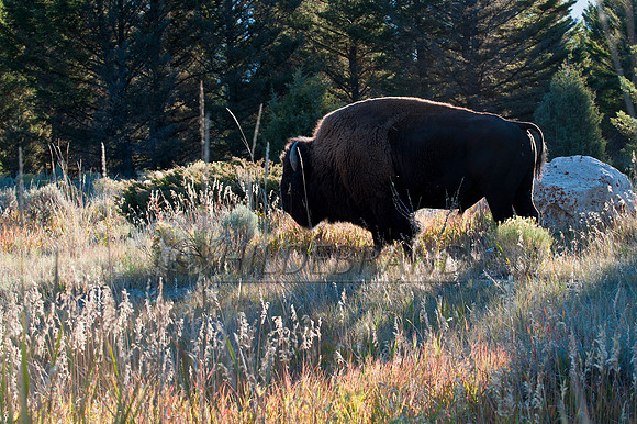 Sunrise Bison