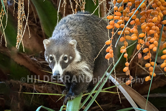 Coatimundi