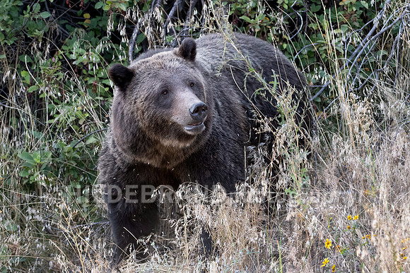 Grizzly Bear 399