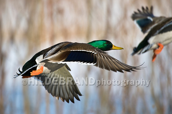 Mallard Duck in Flight