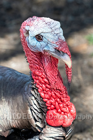 Turkey