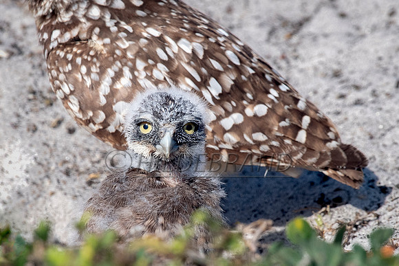 Burrowing Owl
