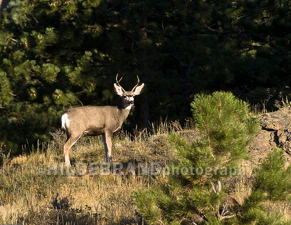 Mule Deer