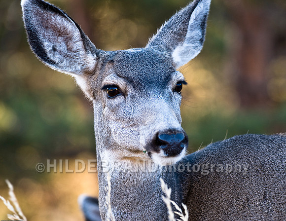 Mule Deer