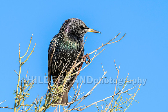 European Starling