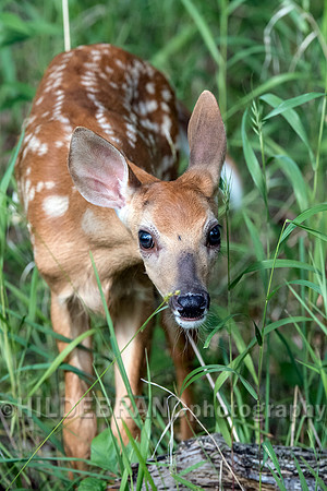 Inquisitive