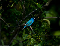 Indigo Bunting