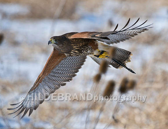 Immature Harris's Hawk
