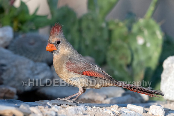 Northern Cardinal
