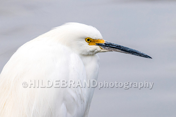 Snowy Egret