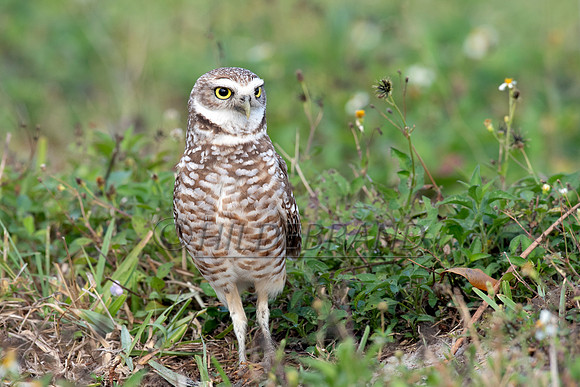 Burrowing Owl