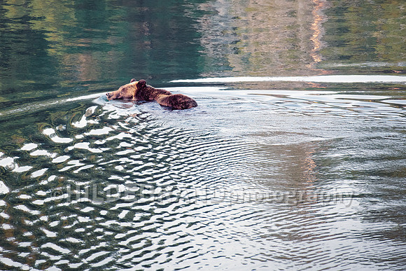 Grizzly Bear 399