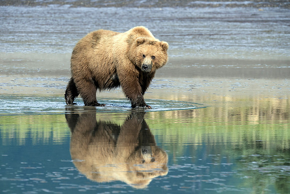 Morning Reflection