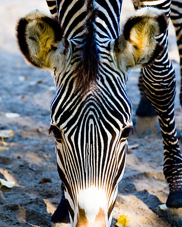 Zebra