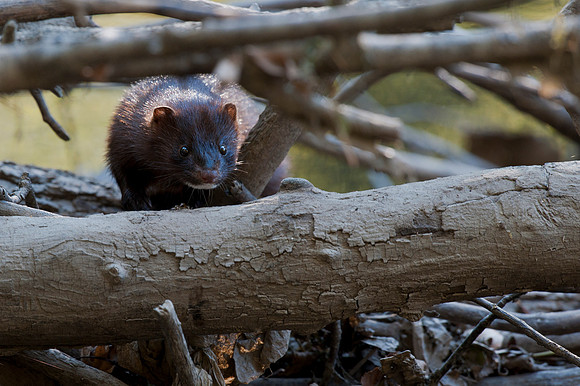 Mink