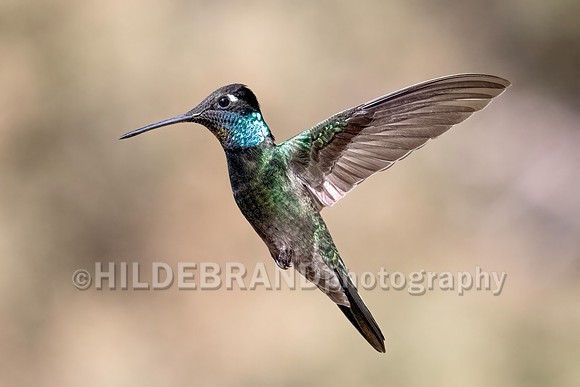 Rivoli's Hummingbird