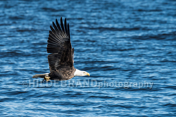 Bald Eagle