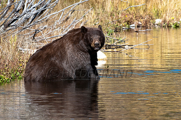 Smiling Bear