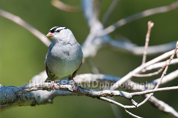 White-crowned Sparrow