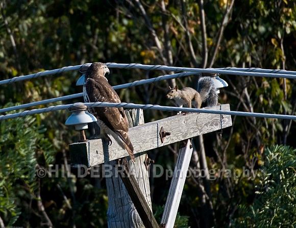 Hawk & Squirrel Encounter
