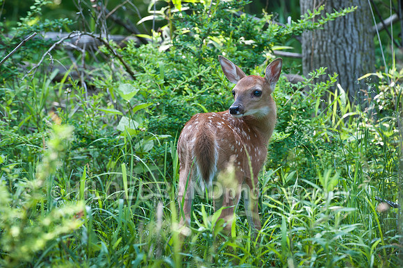 Fawn