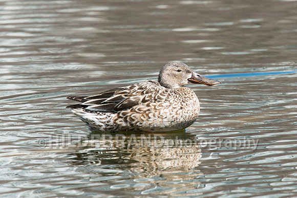 Northern Shoveler