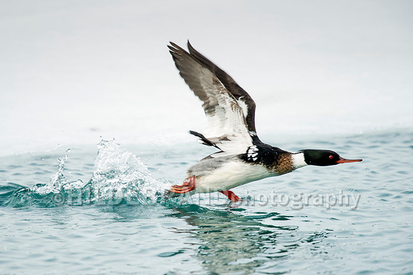Red-breasted Merganser