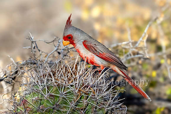 Pyrrhuloxia