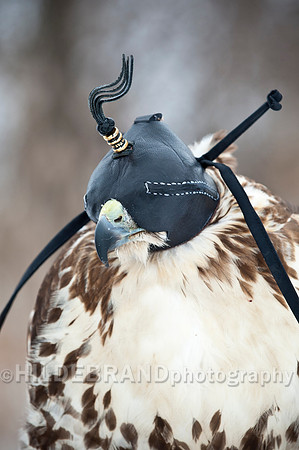 Hooded Red-tail