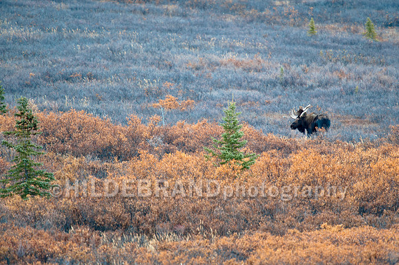 Hillside Bull