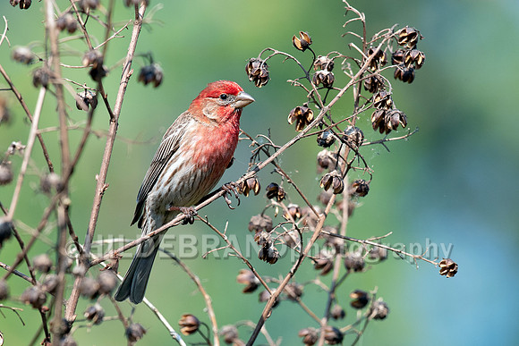 House Finch