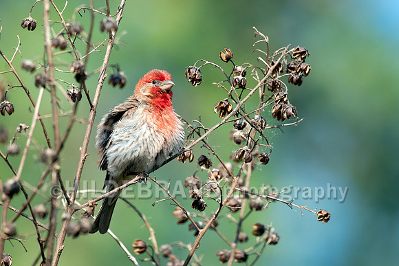House Finch