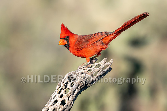 Northern Cardinal