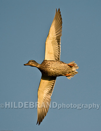 Mallard - Female
