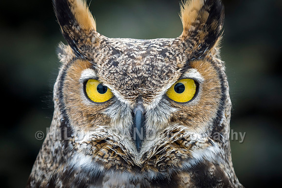 The Eyes